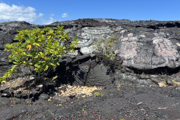 Lava field with a Noni tree