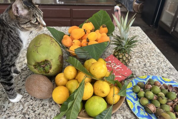 Fruits harvest